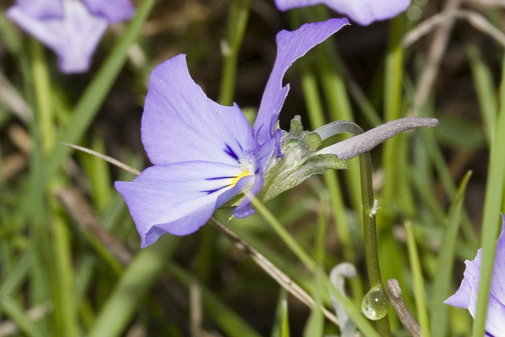 Viola calcarata/Viola con sperone